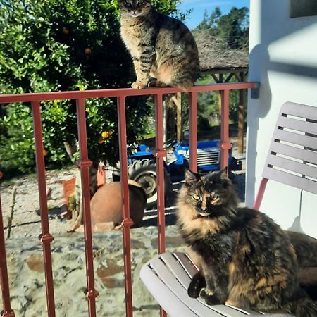Quinta Quatro Ventos Bed and Breakfast Sertã Εξωτερικό φωτογραφία